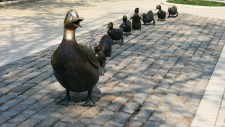 ducks-in-a-row.jpg